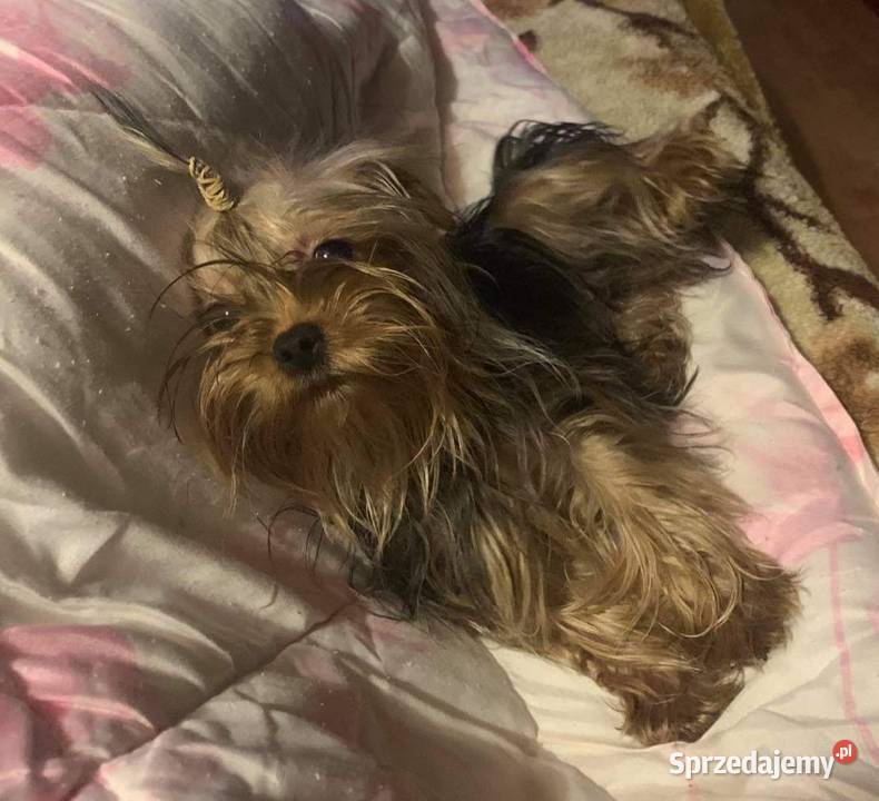 Śliczne suczki York Biewerek z rodowodem Stare Polesie