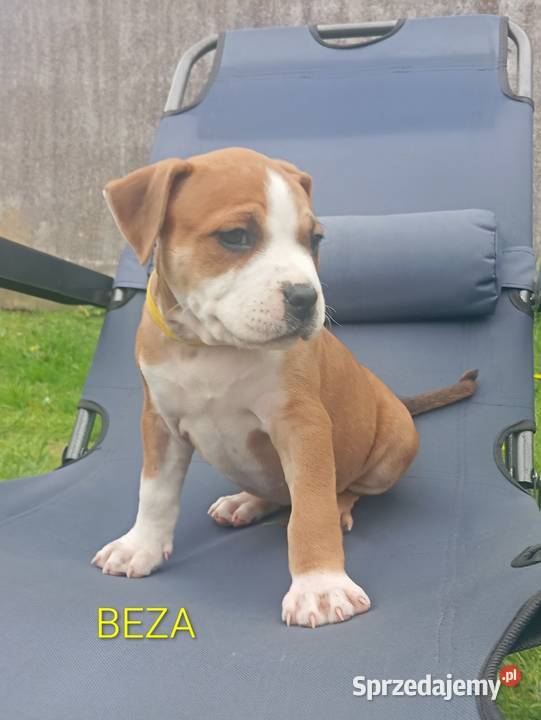 American Staffordshire Terrier Sokoły