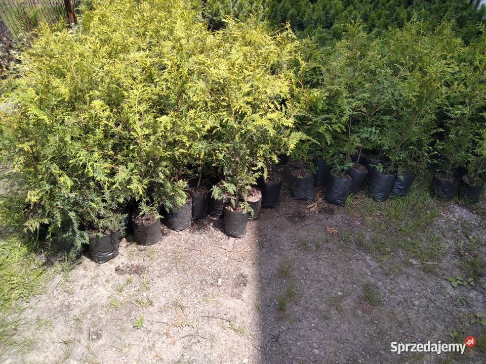Wyjątkowa Wyprzedaż Tuja Aureospicata 8090 Czechowice-Dziedzice