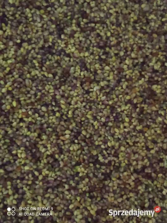 Koniczyna czerwona nasiona Rośliny pastewne Busko-Zdrój