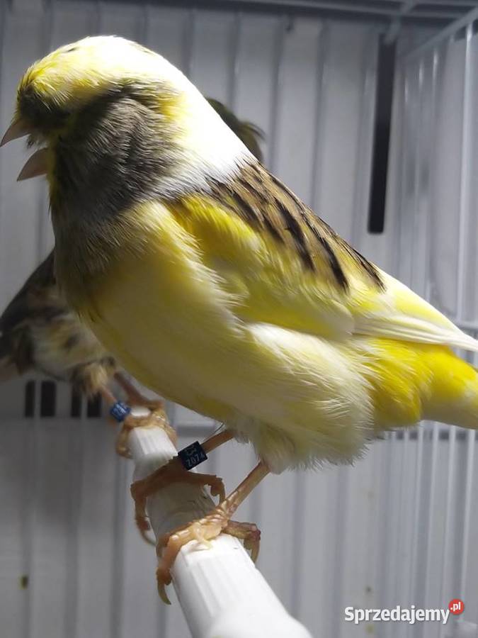 Kanarek Gloster Samiec 23 r Gostyń