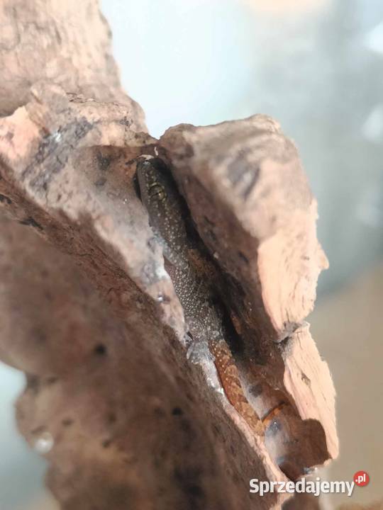 Gekon Hemidactylus mabouia Kraków