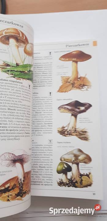 Grzyby Polski i Europy DPegler Poradniki, albumy i reportaże