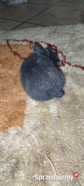 Króliczki miniaturki Mierzowice
