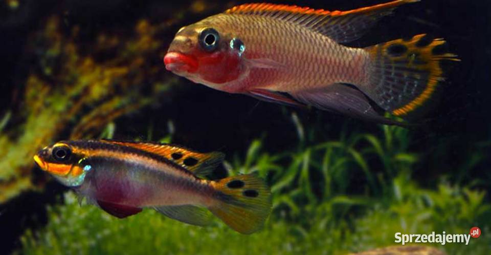 Barwniak szmaragdowy NIGERIA RED Pelvicachromis Gdańsk