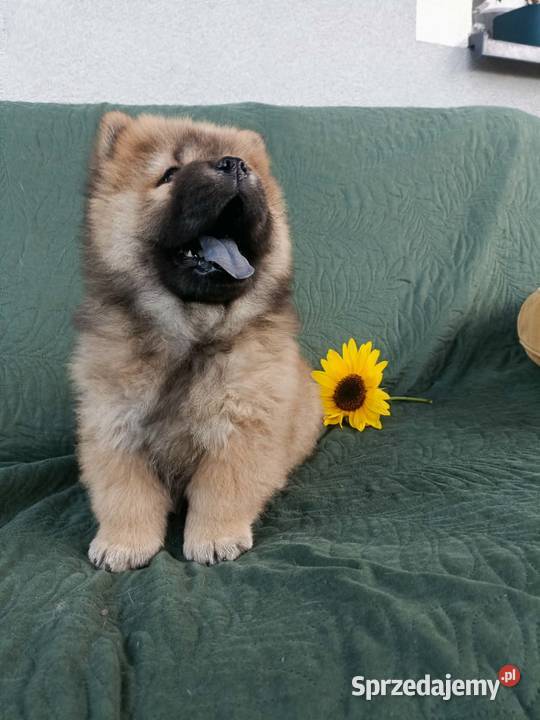 Wzorcowa suczka Chow Chow piękna budowa rodzice Krapkowice