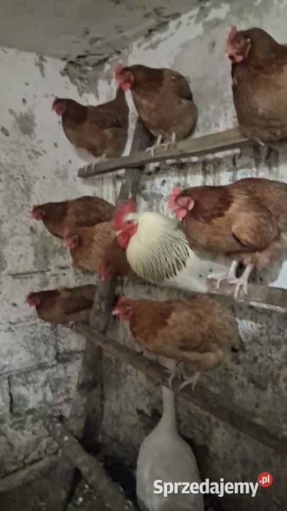 Wstępne zapisy na pisklęta kurczaki z domowego kujawsko-pomorskie Tur sprzedam