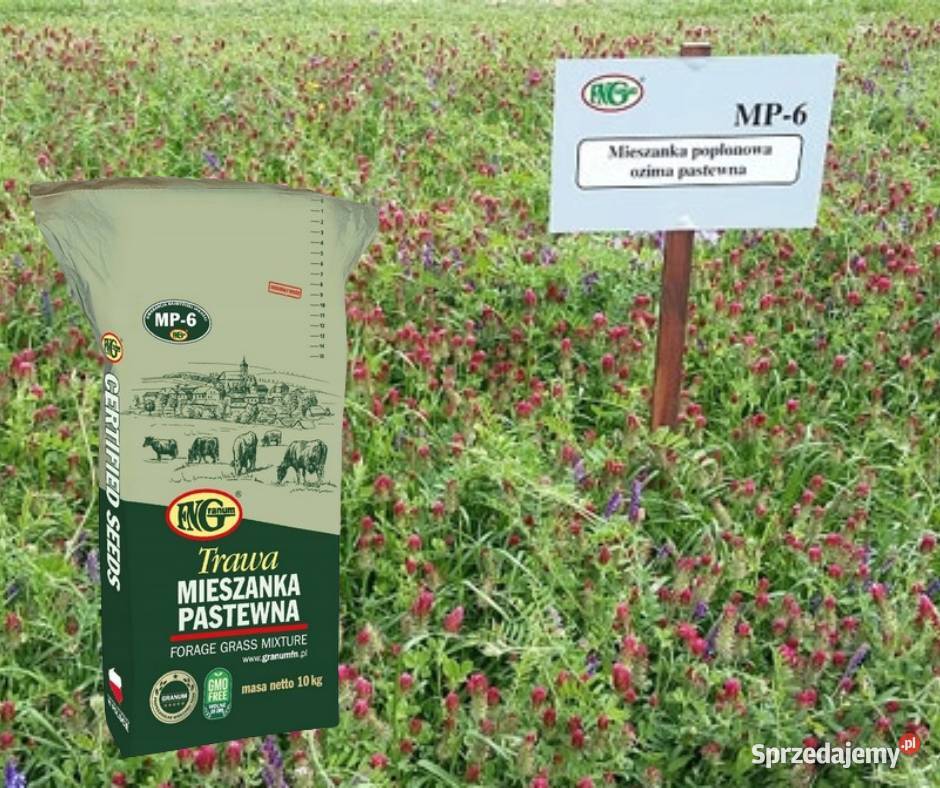 MP 6 GORZOWSKA Leszczno