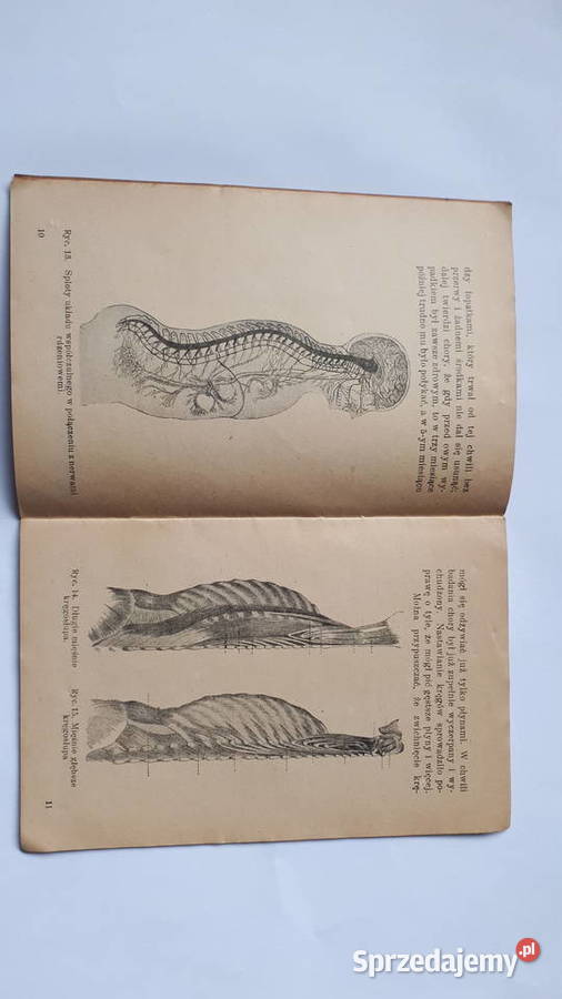 Wpływ Chiroterapji Stanisław Nowak Golczowice