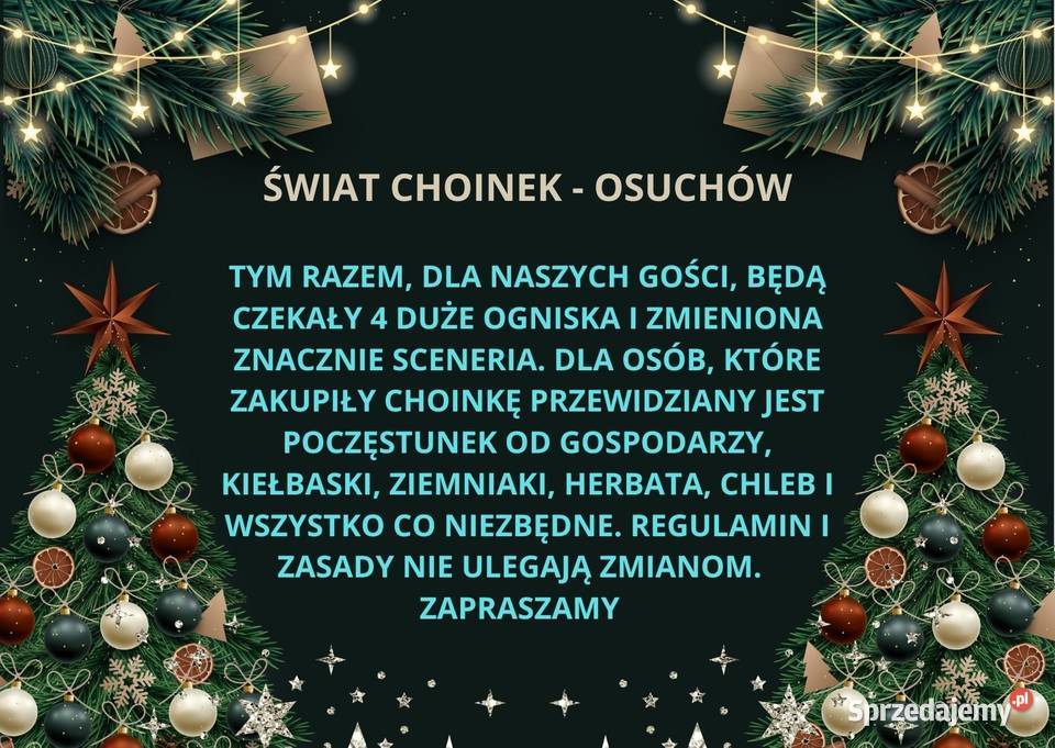 Dni otwarte na plantacji Mazowsze jodły świerki Osuchów