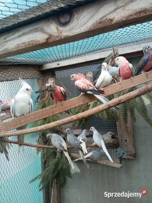 Sprzedam gołąbki diamentowe