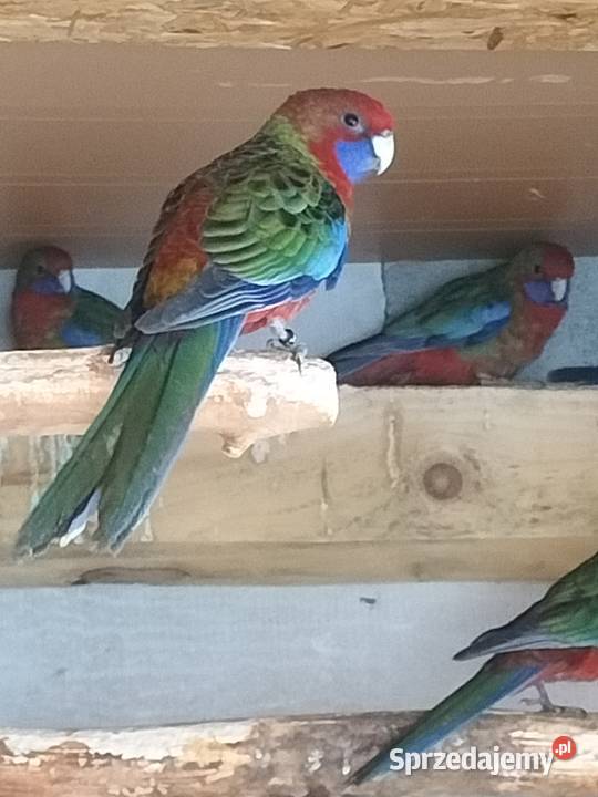 rozelle Zwierzęta podkarpackie Krosno sprzedam