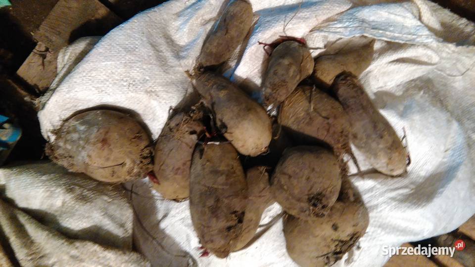 Topinambur Słonecznik bulwiasty Wronów