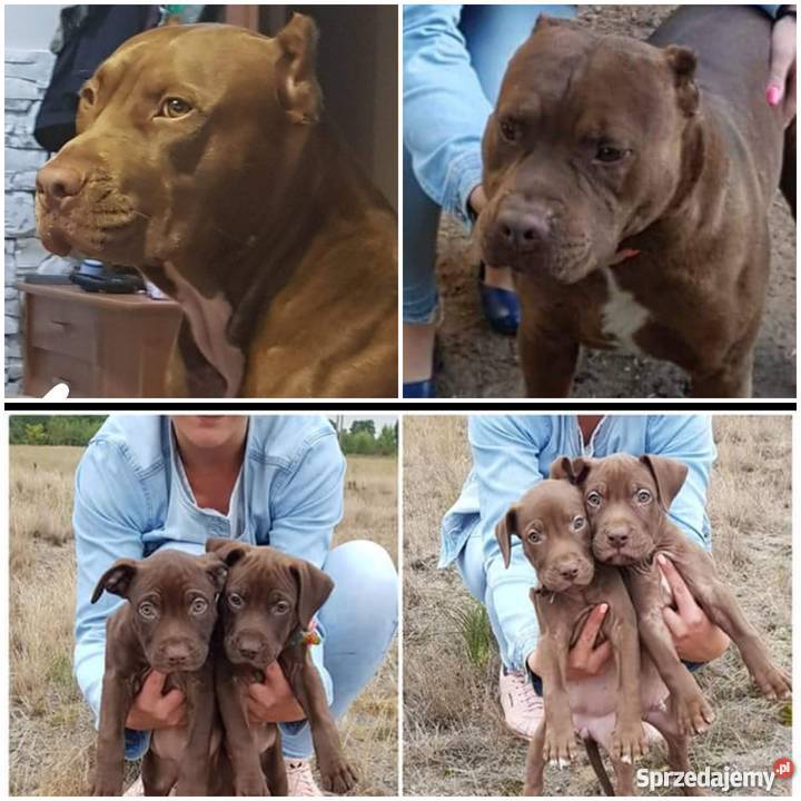 Śliczne szczenięta PITBULL RED NOSE