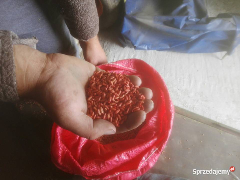 Zaprawiarka do zboża nasion na przenośnik Poznań