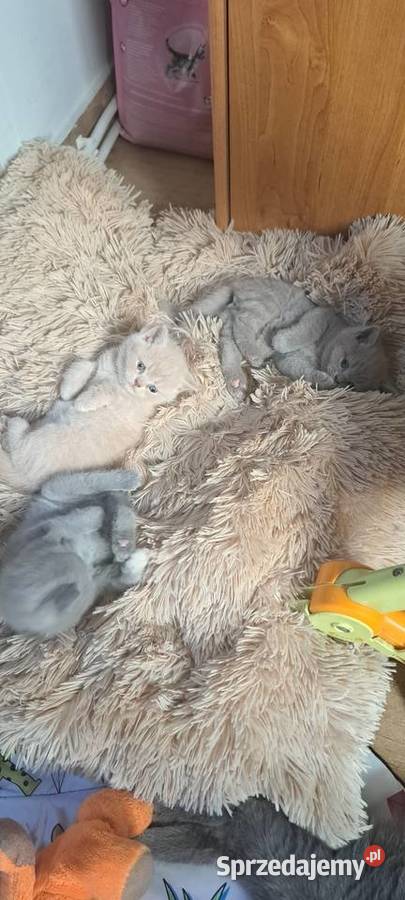 Rezerwacja Kocurek brytyjski liliowy Wrocław