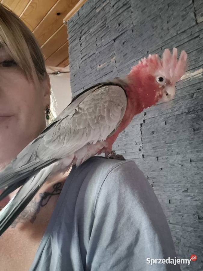 Sprzedam kakadu różowa sprzedam