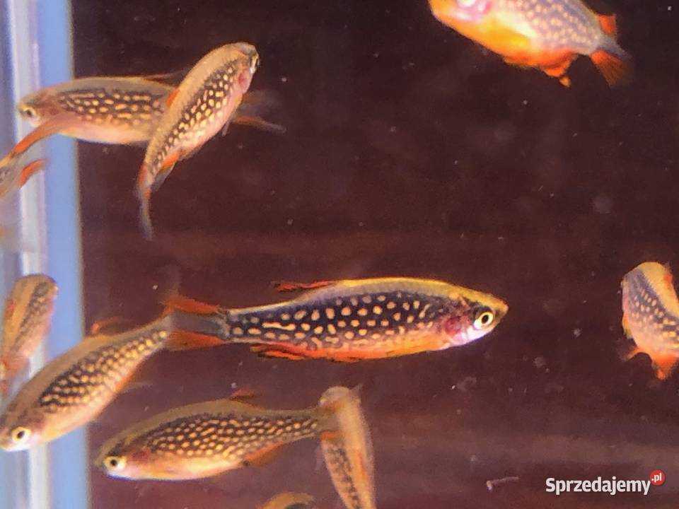 Rozbora Galaxy Danio Justynów