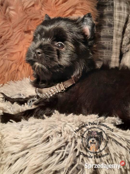 Black yorkshire terrieryork Świecie