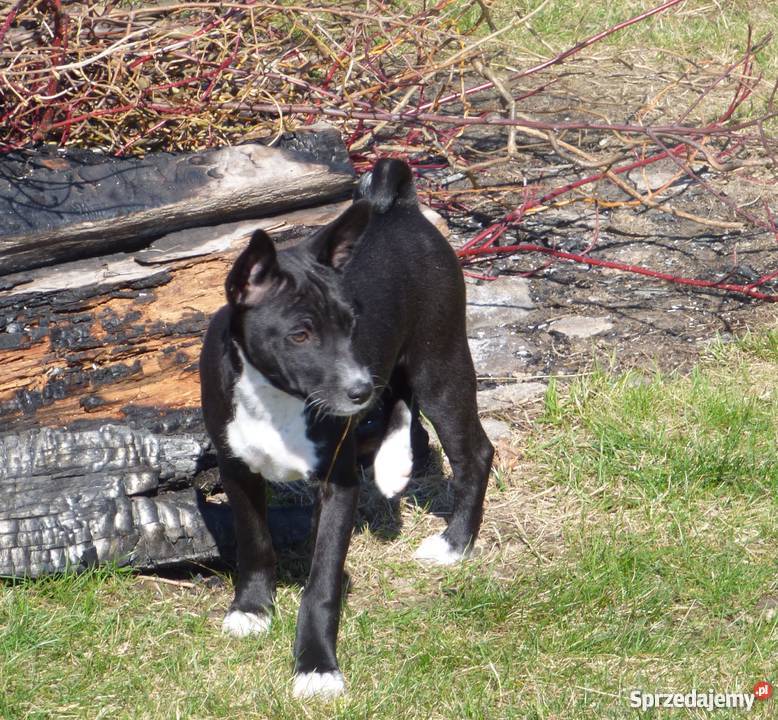 Basenji ukochany synuś mamuni TEDI Z GREMLINKOWA Pabianice