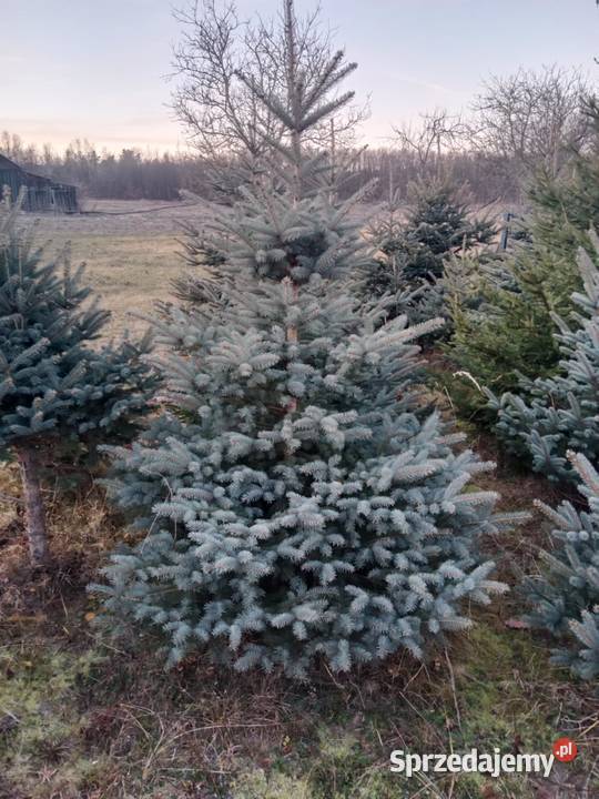 Choinki Świerk Srebrny Zwykły Duży Wybór Cięte lubelskie