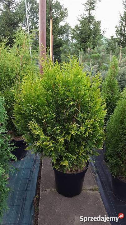 Thuja Kórnik 90100 żywopłotowa złote końcówki Rydzyny sprzedam