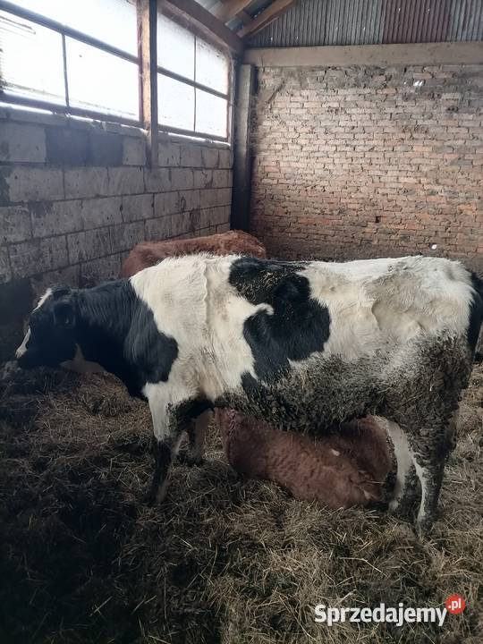 Jałówka cielna Rolnictwo Dobrzyniewo Duże