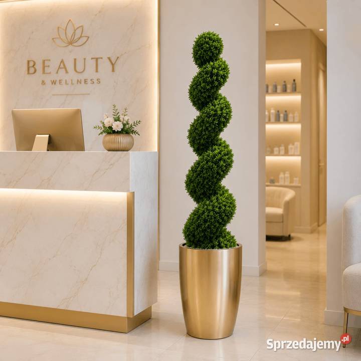 Elegancki bukszpan spiralny 150 Golkowice sprzedam