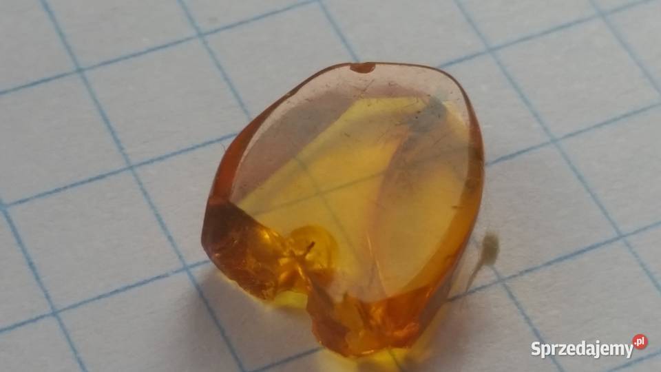 4mm owad w bursztynie dobra widoczność Suszec