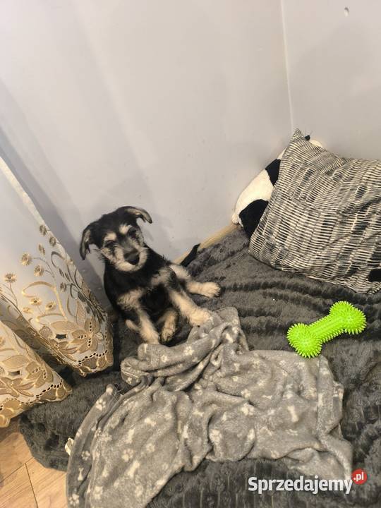 Sprz Żyrardów sprzedam