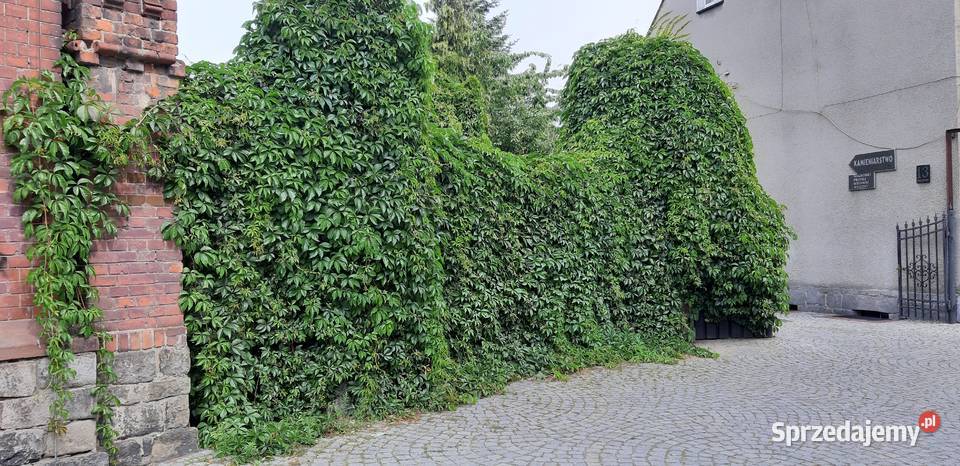 WINOBLUSZCZ pięciolistkowy dzikie wino BLUSZCZ Strzelin sprzedam