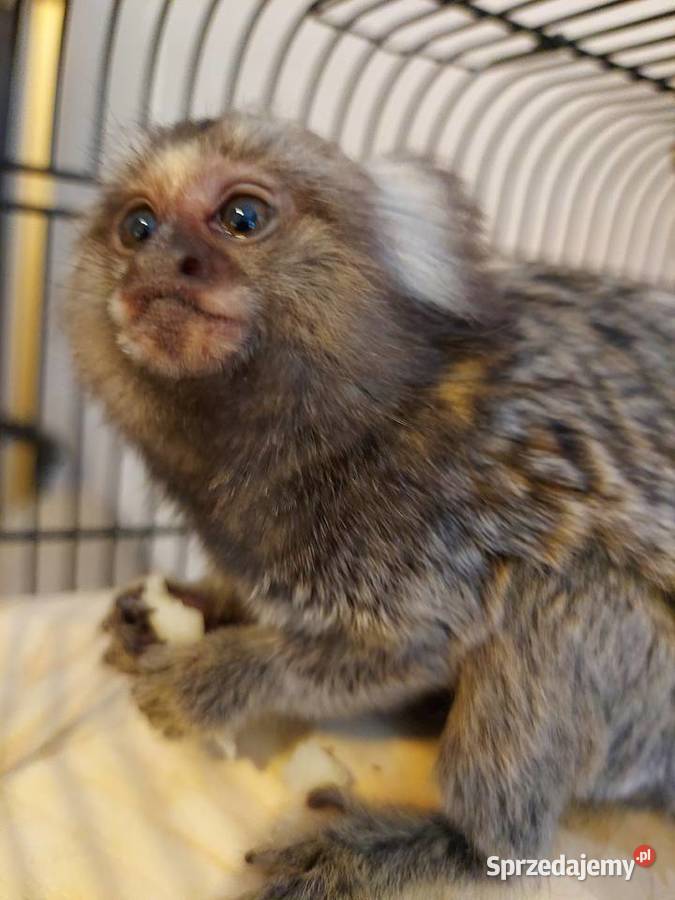 Małpka Marmozeta Białoucha