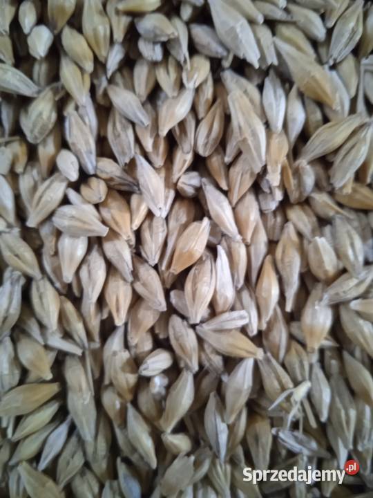 Jeczmien ozimy Jakubów sprzedam