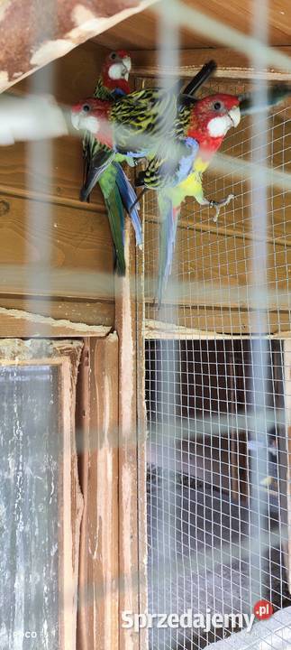 Rozelle białolice Jeżowa