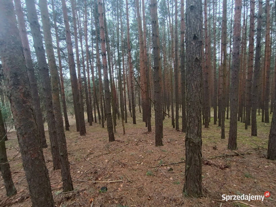 Grunt Gorzakiew 27000m2 sprzedam