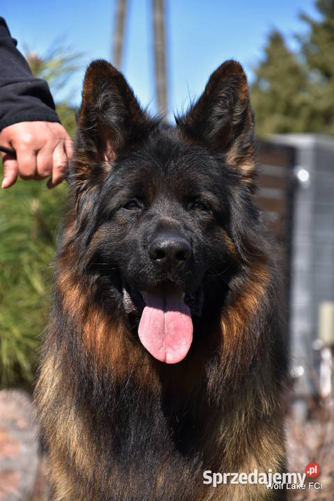 Owczarek niemiecki długowłosy ZKwP FCI warmińsko-mazurskie Rudziska