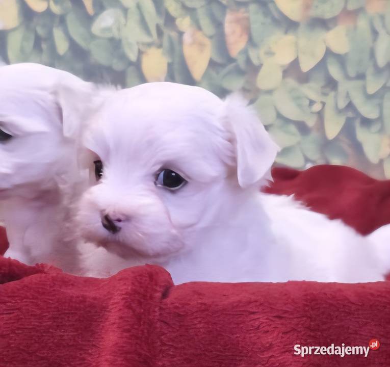 Suczka Maltańczyk z rodowodem FCI Chełm