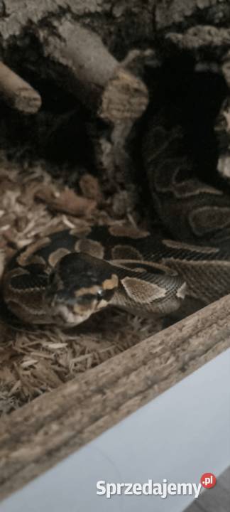 Pyton królewski regius z terrarium Łódź