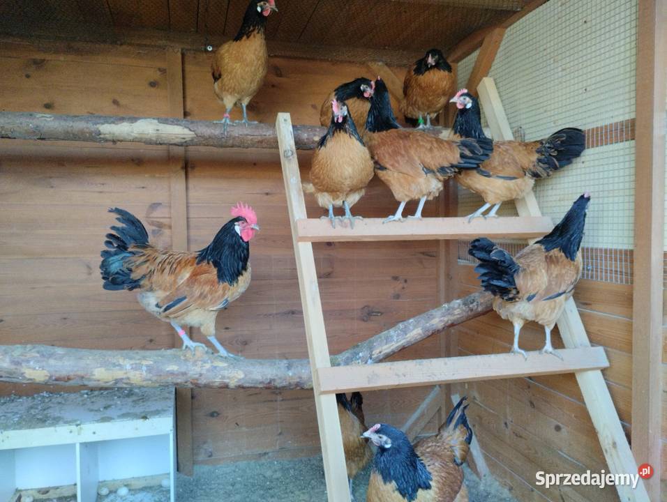 Pisklęta kurczęta ayam cemani vorwerk hamburskie Opatów
