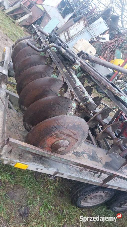 Talerzowka mazowieckie Stara Kornica