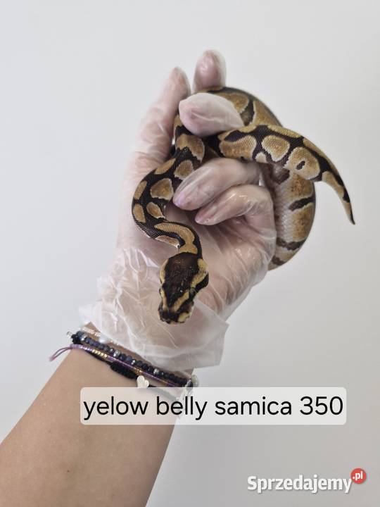 Pytony Królewskie podrośnięte Gady i płazy Oława