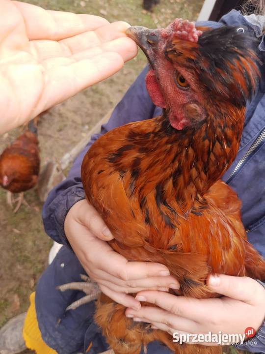 Kogut z 01082025 Czaszyn
