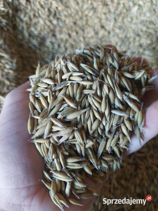 Owies bingo z centrali wielkopolskie Grodziec