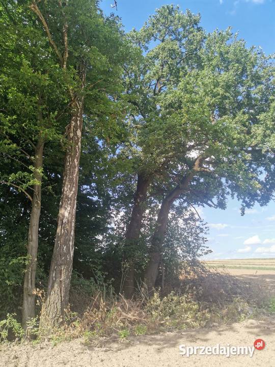 Las dęby buki na pniu Słodków Trzeci sprzedam