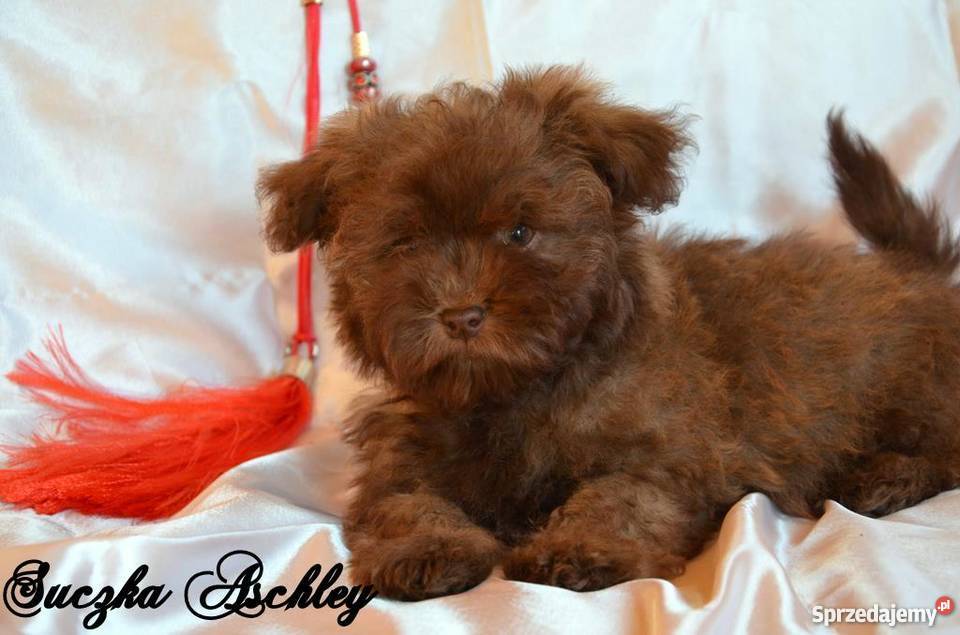 HAWAŃCZYK pieski suczki z rodowodem czekoladowe Ostrzeszów