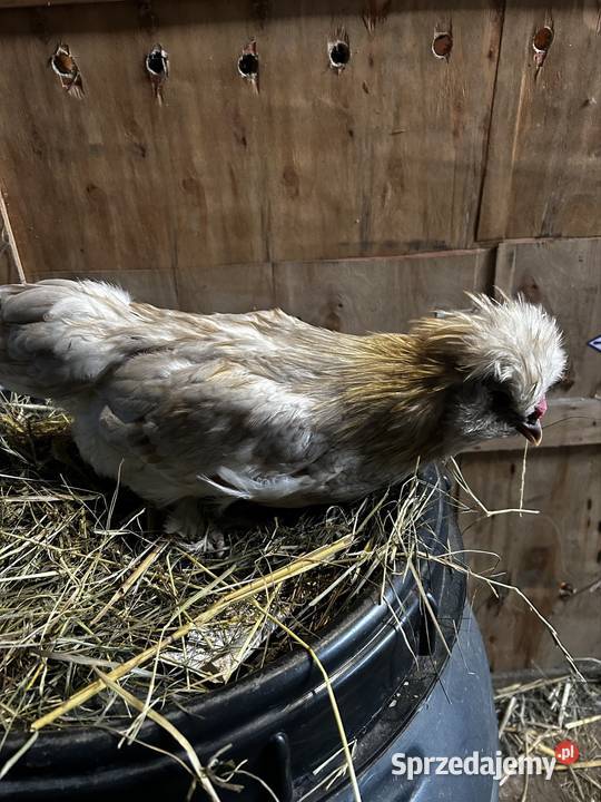 Koguciki z 2025 roku mixy Pszczyna