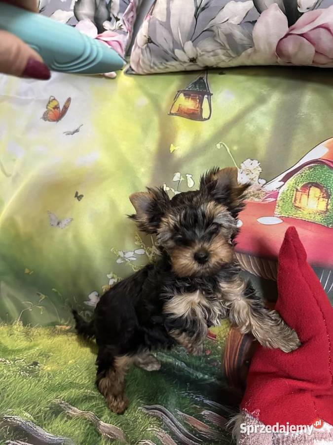 Yorkshire Terrier Wrocław
