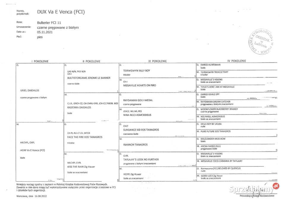 Bulteriery ZKwP FCI Lublin sprzedam