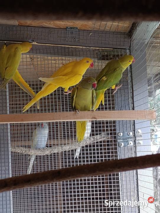 Aleksandrety obrożne głowa ogon Grodzisk Wielkopolski