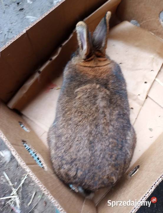 Królik dorosła samica Dębicze sprzedam